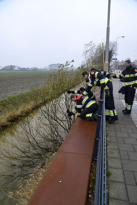 2018/267/20181229-14u43 GB 001 Dier te water Pa Verkuijllaan.jpg